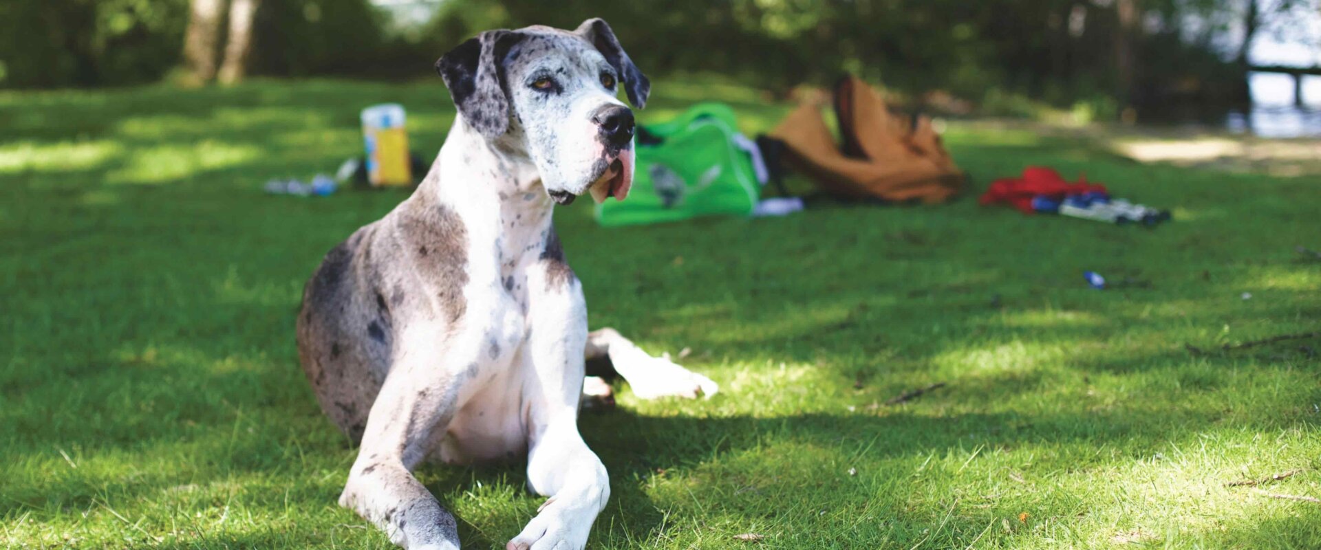 38 Austin Apartments That Accept Large Dogs — Austin, TX apartment renter's guide